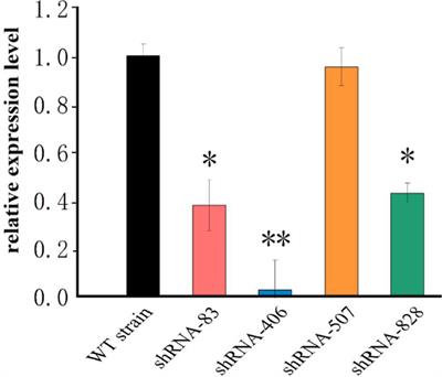 Function of the fliK Gene in Pseudomonas plecoglossicida Pathogenicity and Epinephelus coioides’ Immune Response